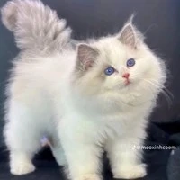 Suri