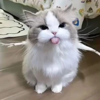 Meo meo 😺