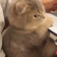 All(trừ ai thì trừ)