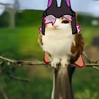 Hài chưa ( mèo Cyno)