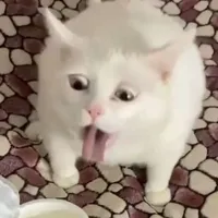 T/g cute 😍