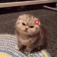 Nguyễn Thu Trang(Bản mèo)