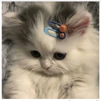 Nguyễn Thị Nhã Uyên(Bản mèo)