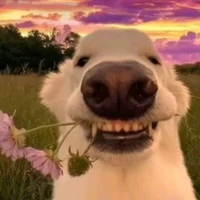 nhỏ này lười ra chap