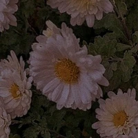 Lê Thị Lạc Thanh