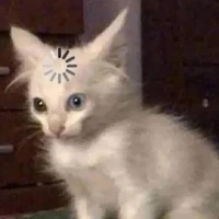 an ti con chủ shop