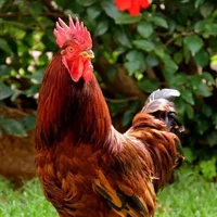 con gà đột biến