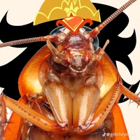 Lão Thần Gián (Thực Tập)