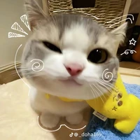 t/g Mèo khờ nèe ♤♡♧▪︎^•^