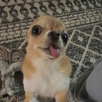 Tác Giả Bựa Lồn