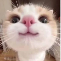 Hai con bạn báo