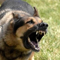 còn chó khổ nhất thế giới