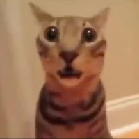 t/g cute