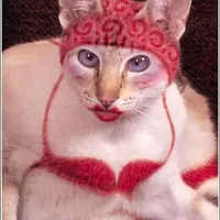 Bái thiến với mỗi cô iemm👉👈😘