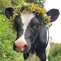 Okira - hệ thống