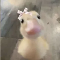 Zịt vuýp bro 🦆