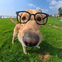 BÚ LỒN HAY BÚ CẶC