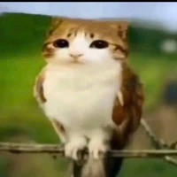 cân mọi vai diễn🥀