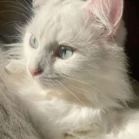 Nora