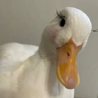 🐟Cá Vịt🐟 (hệ thống)