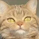 hệ thống[337 hoặc Zinny]