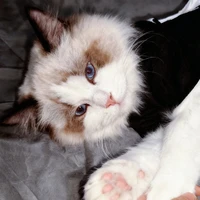 Hệ thống - Homie