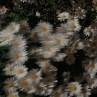 🎀🎀🎀[Tác giả]