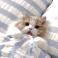 t/g