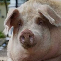 Hệ thống Heo(T/G)