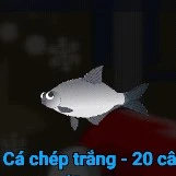 cá chép trắng 20 cân