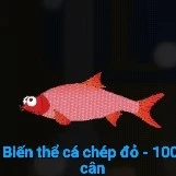 Biến thể cá chép đỏ 100 cân