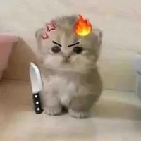 Mèo láo