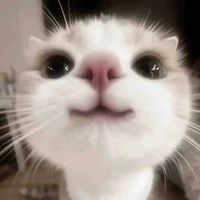 @Hoang_DuckDii