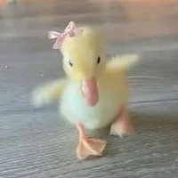DuckDi bủn bủn