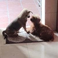 tác giả nè