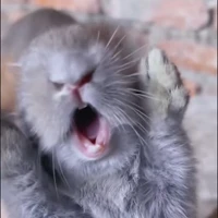 hú hú tác giả đây