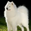 Kuro ( Chó )