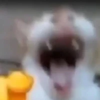 t/g bj nốn lừng😛