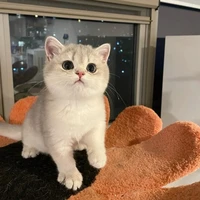 Mèo