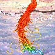 phượng cầu vồng