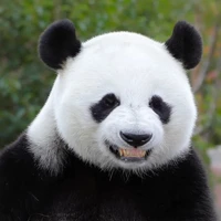 Bi happy ✌🏻🐼