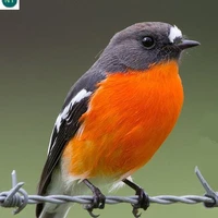 Chim Sơn ca 🐦