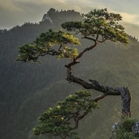 Cây Tùng: Văn Vũ