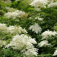 Cây Lương Trà: Kim Thanh