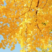 Cây Rẻ quạt: Matsumi