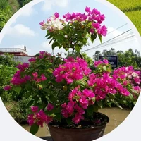 Thầy chủ nhiệm