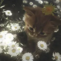 Cục Rin Xui Xẻo Nè