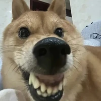 tác giả cute