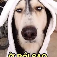 Su sẻo (xuyên không ké)