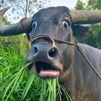 buffalo